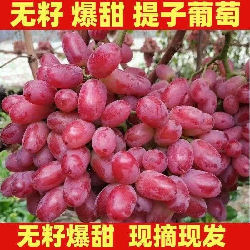头茬大凉山西昌产地新鲜现摘无籽克伦生红提葡萄当季水果