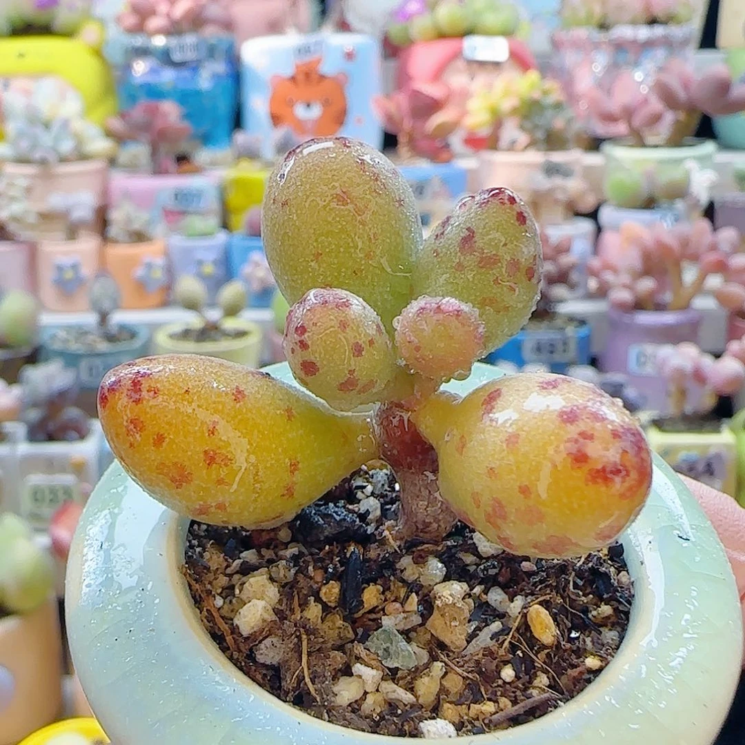 L  小金鱼  带盆