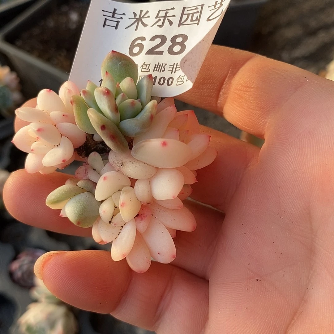 628梦露锦底座炸多肉植物