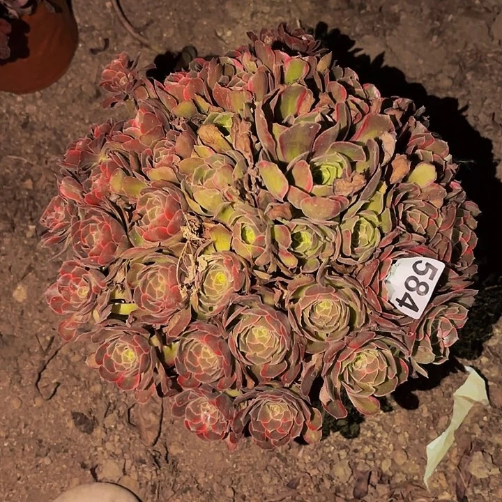 584水果糖多肉植物不售后