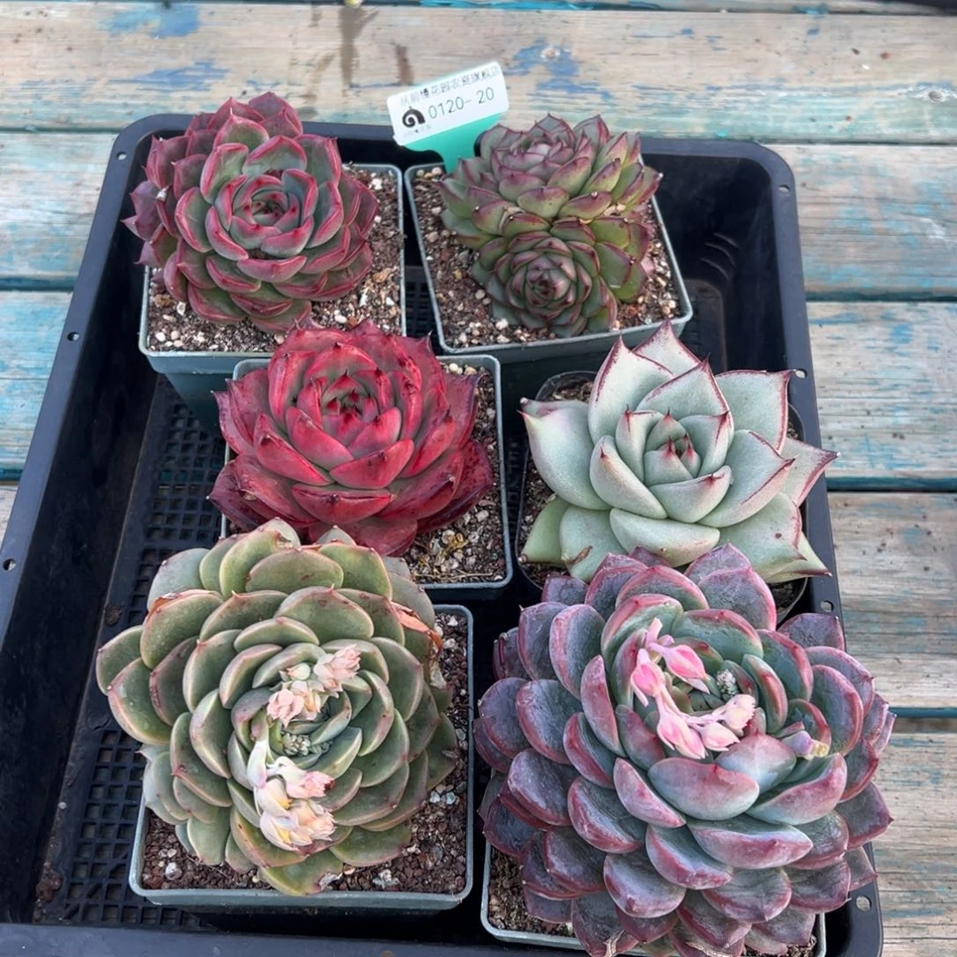 从前慢多肉精选编号0120.20