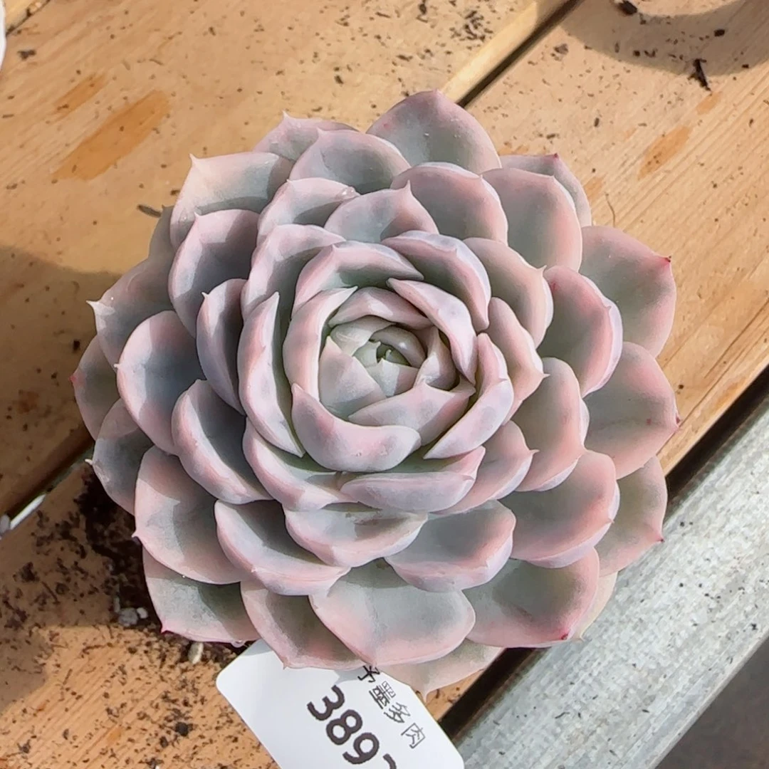 雪球锦，3892多肉植物