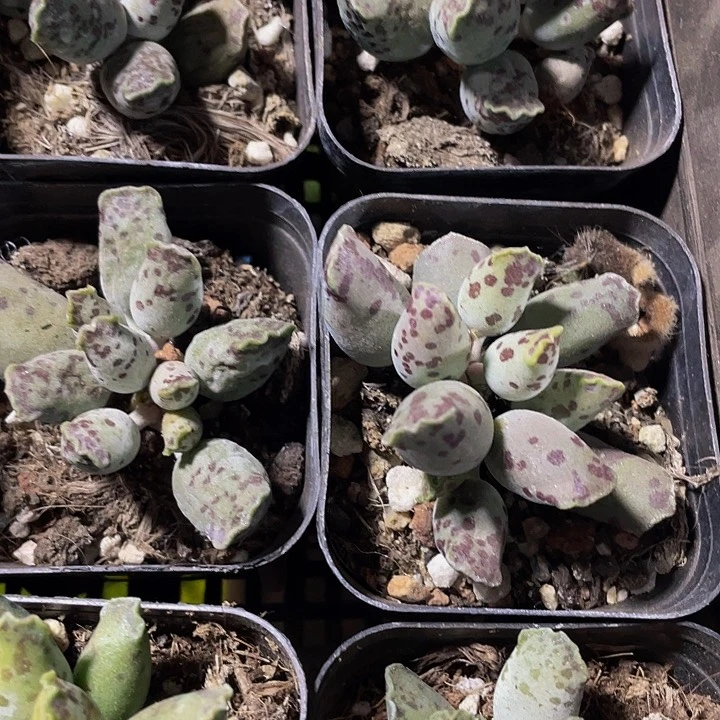 6.5方海豹带盆土发