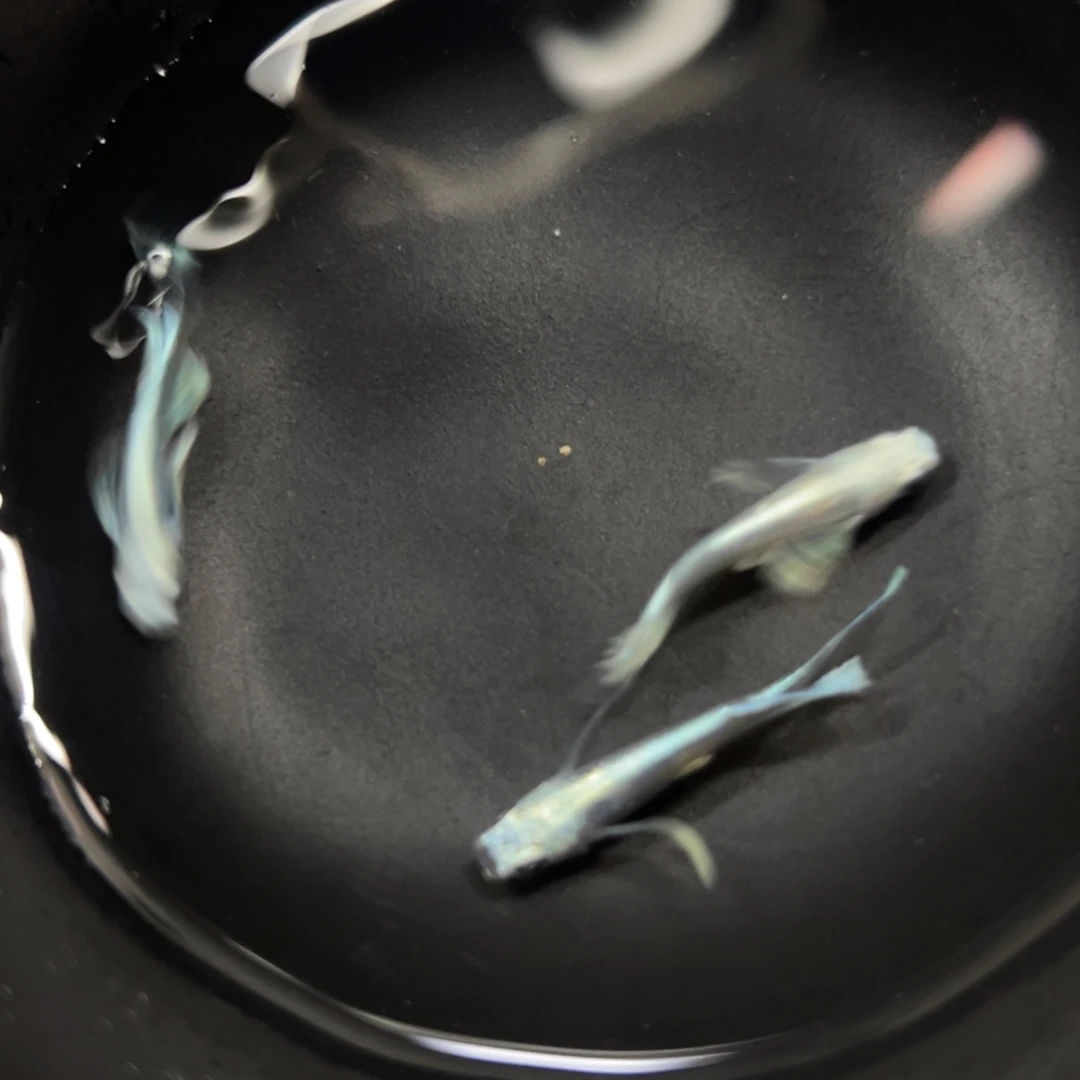 海水鱼好时间地点和弟媳一起