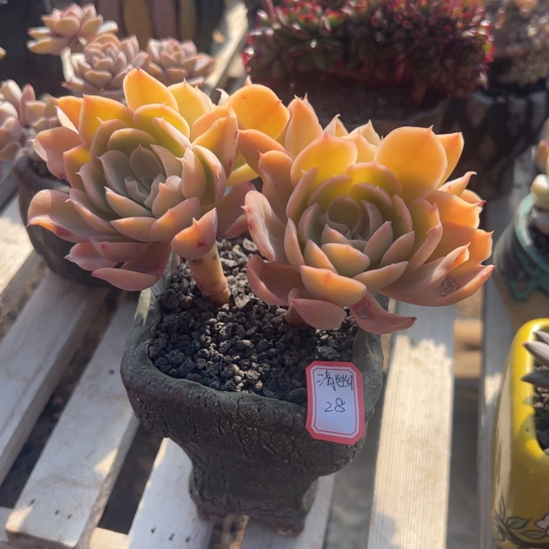 清*多肉植物多肉植物