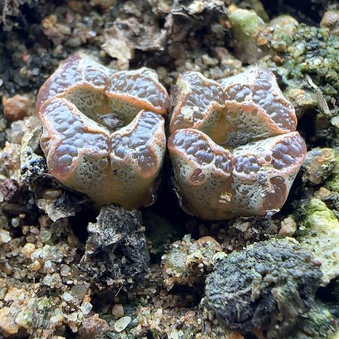 少***s哈哈哈哈哈哈哈哈42525