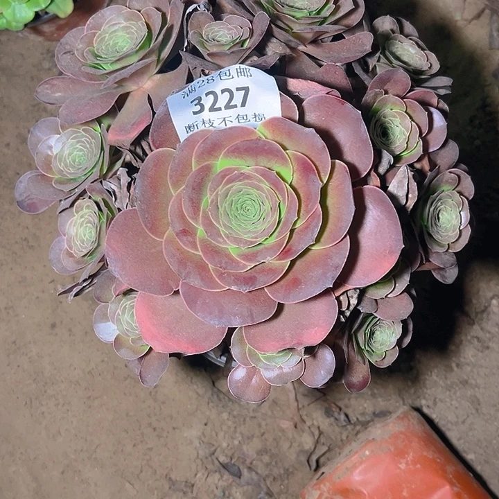 3227魅金玫瑰多肉植物