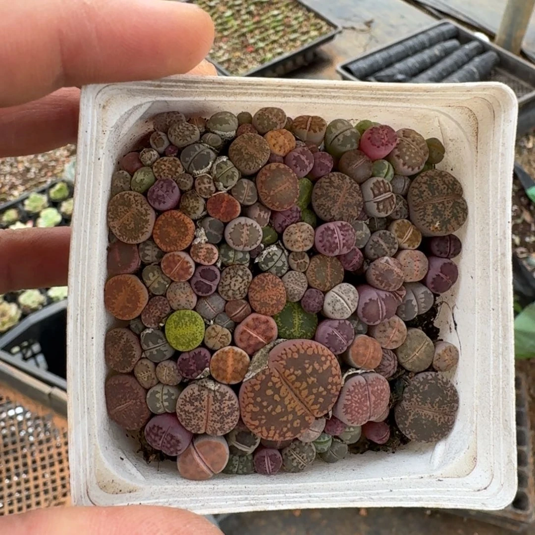 生石花一盆量拍7cm盆