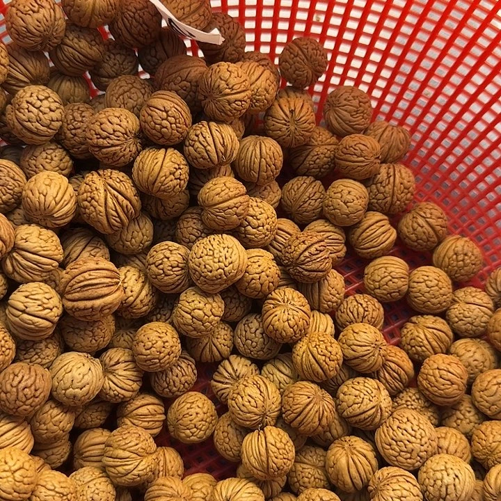 野生山桃核乐团乐团