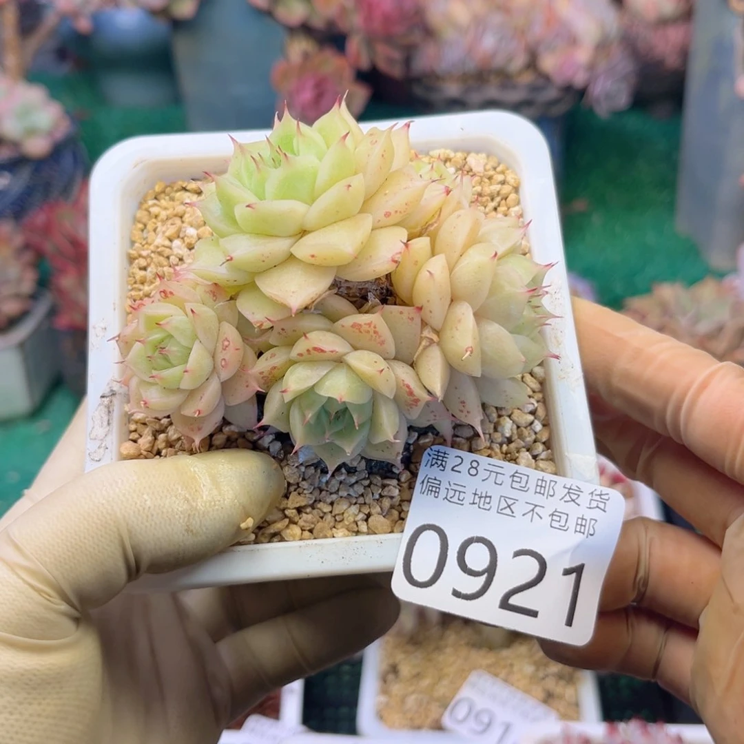 大0921:。v x b xv v b b n