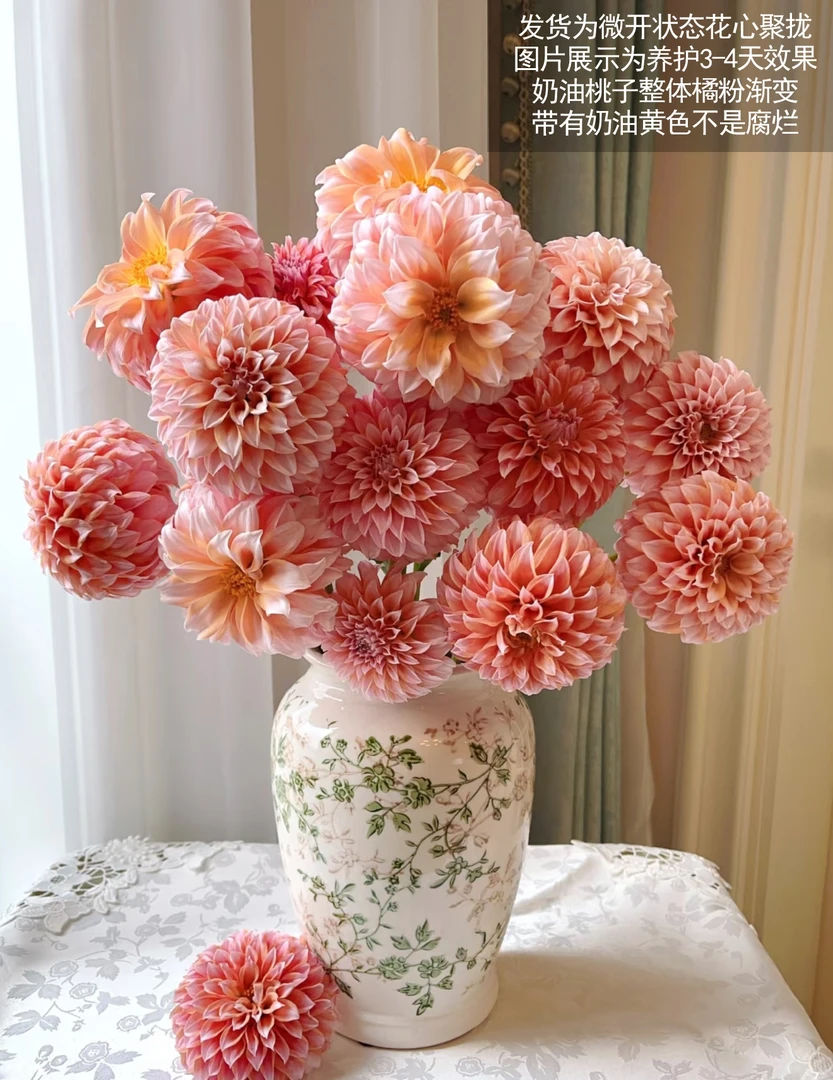 奶油桃子大丽花】橘粉加奶黄—发货微开云南昆明鲜花直发（顺丰包邮