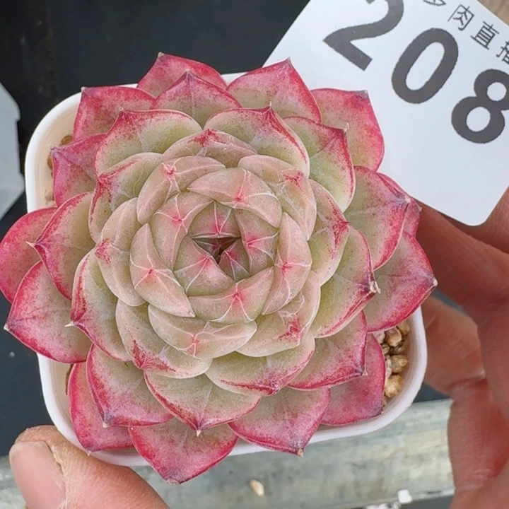 梦冉优选         精控精养多肉植物