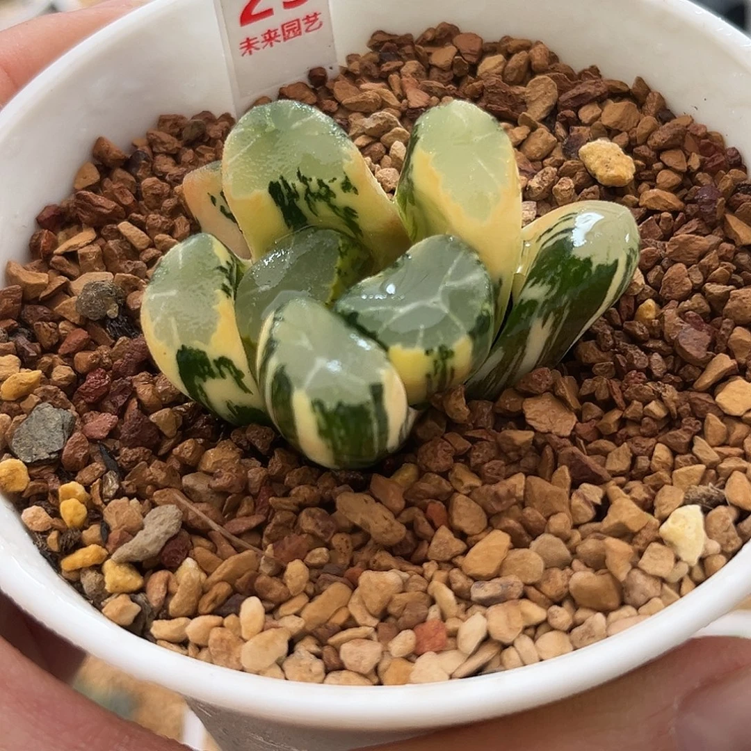 23霸王万象锦福利福利