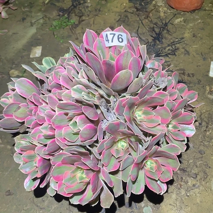 多肉植物断枝不包476女妖