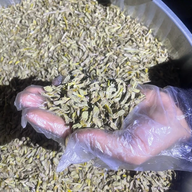 山地王----铁皮石斛干片