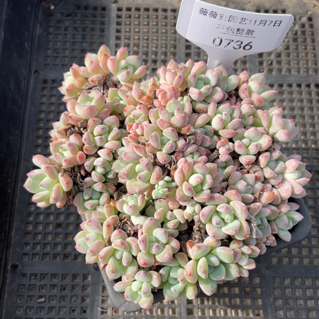 不包整散 盆子不售后0736