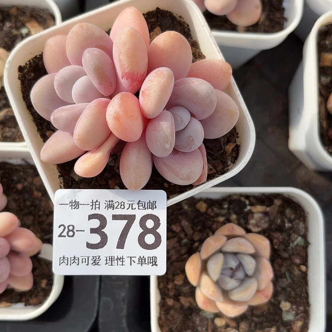 粉兔无盆土发货无