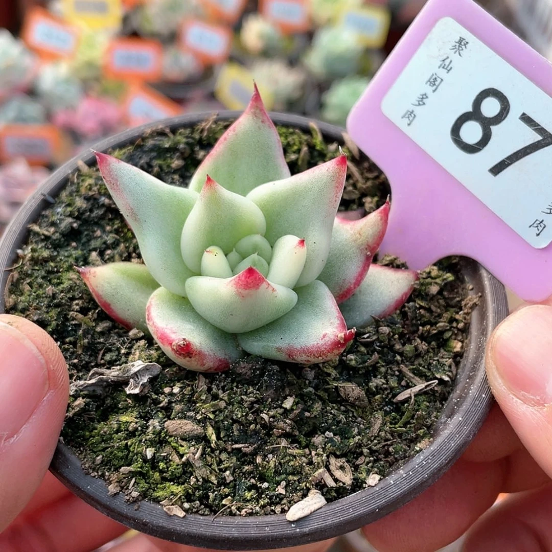 【闪购商品】87号的