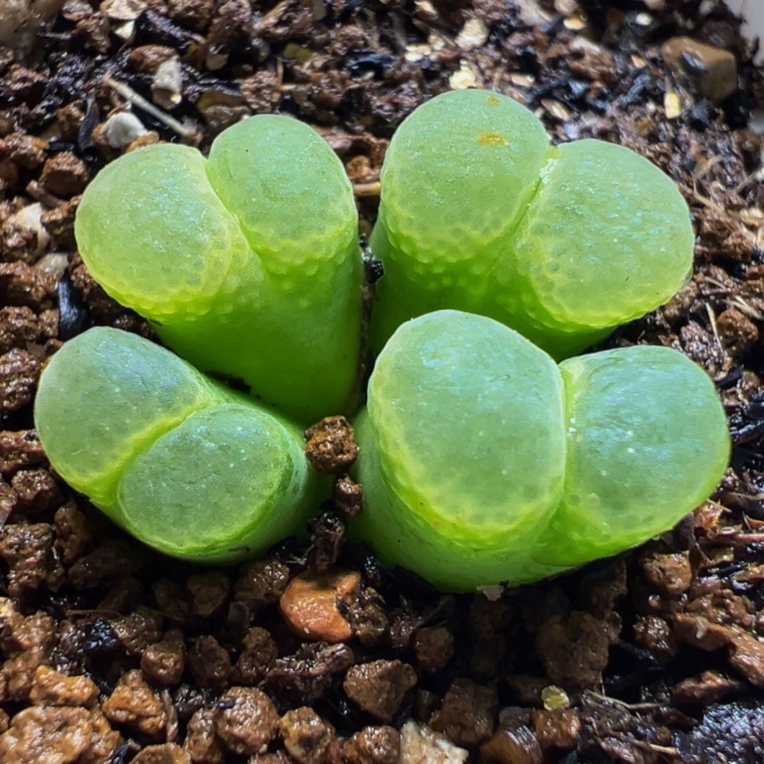182多肉植物种类多样