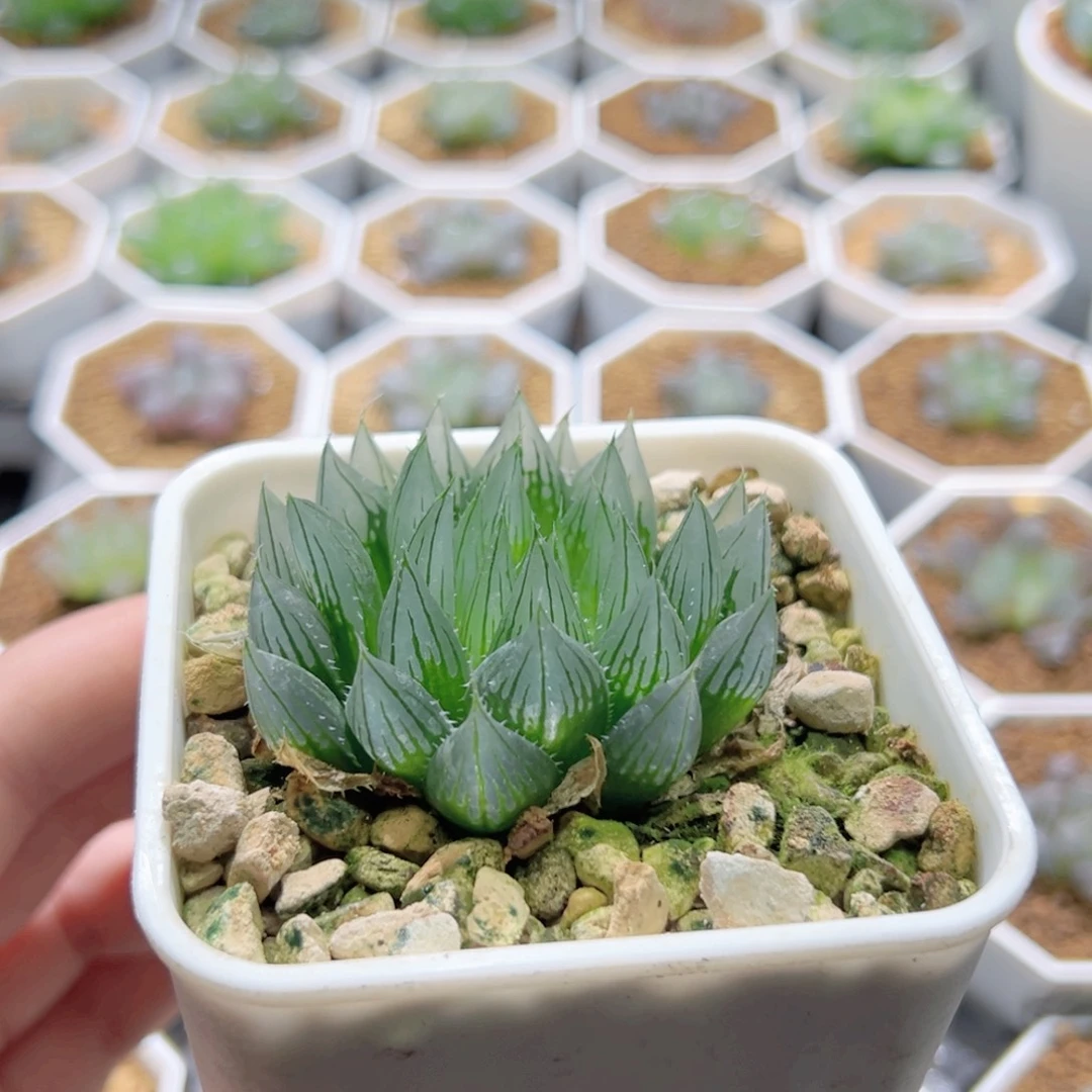 实生针管多肉植物