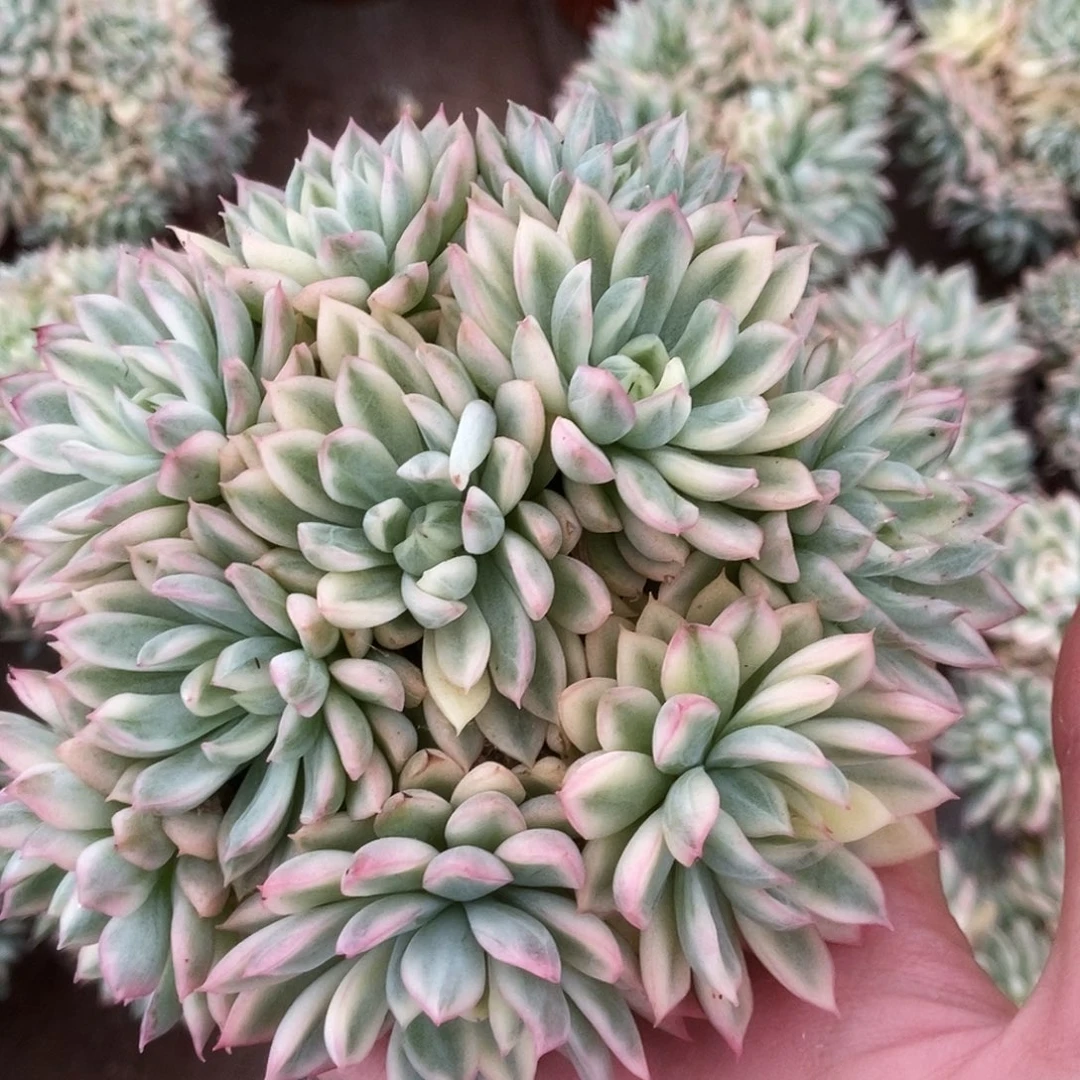 女雏锦锦锦锦锦锦锦锦