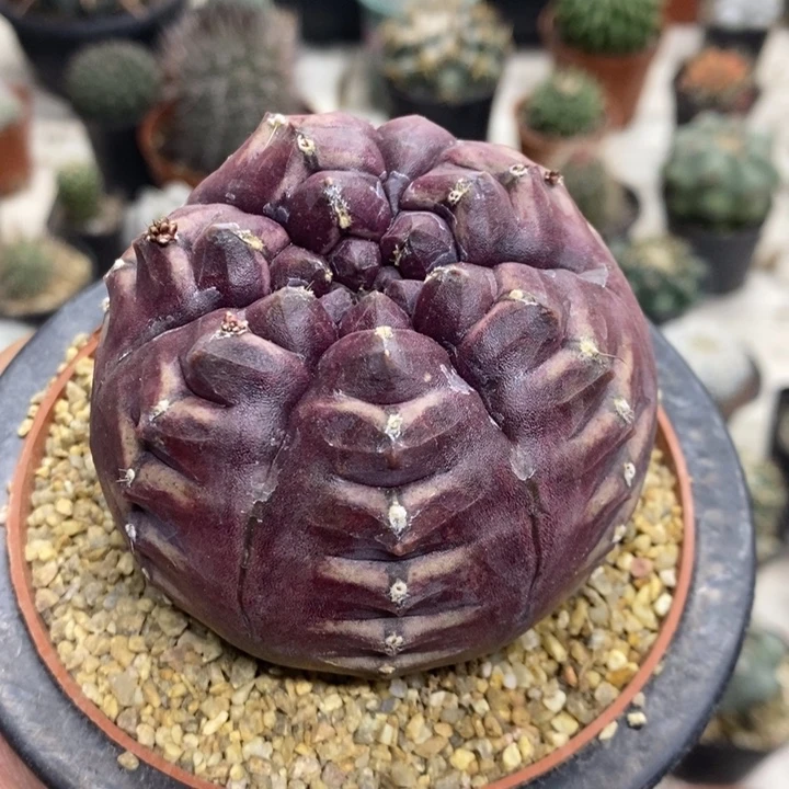 大号梦想特价福利