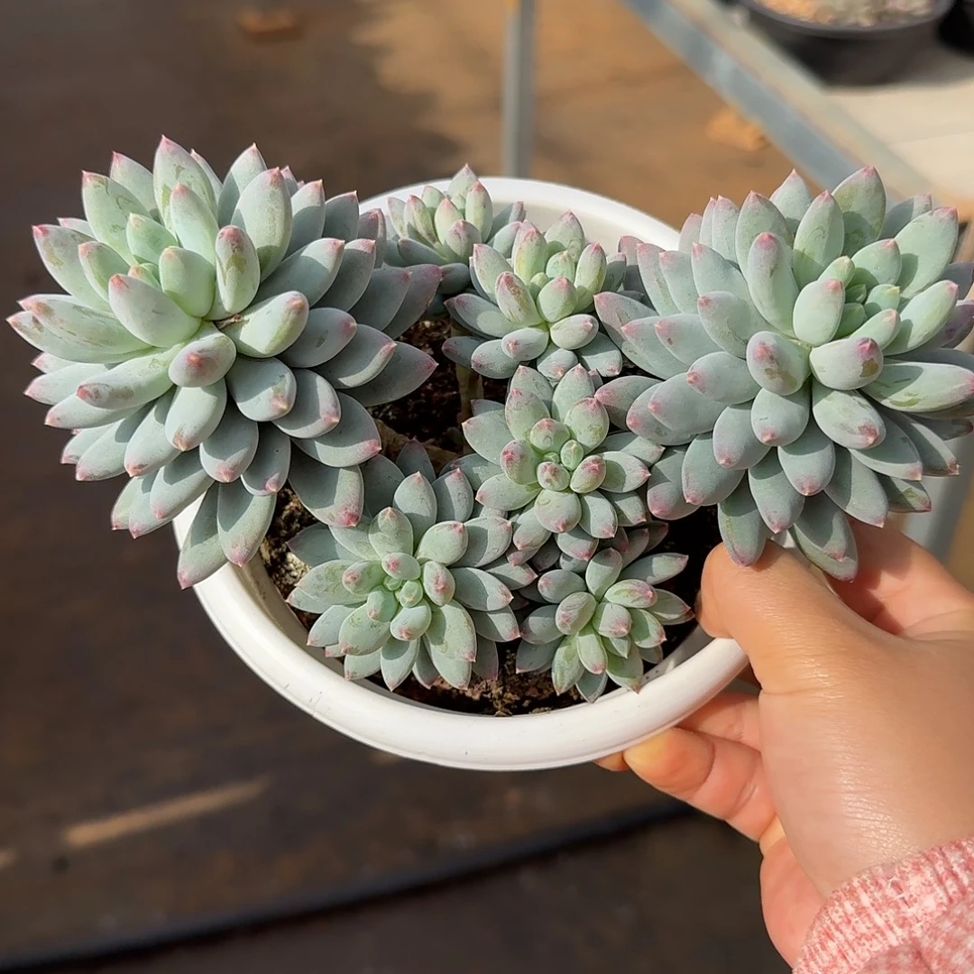 星月菩提整无砍群生多肉