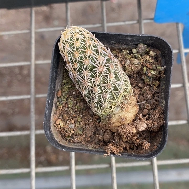 伯克利和格兰两位著名音乐