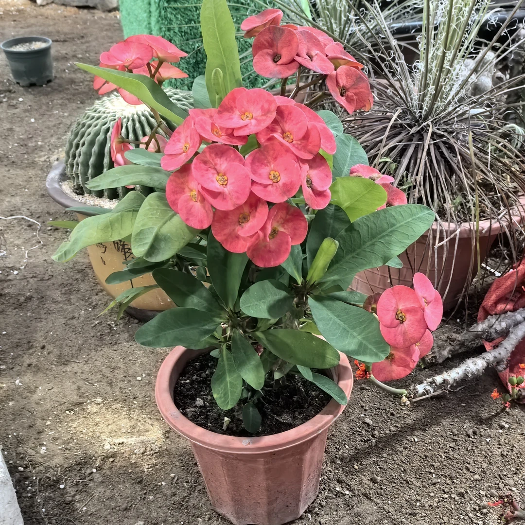 大花虎刺梅盆栽铁海棠大红花老桩多季开花室内庭院观赏花卉绿植