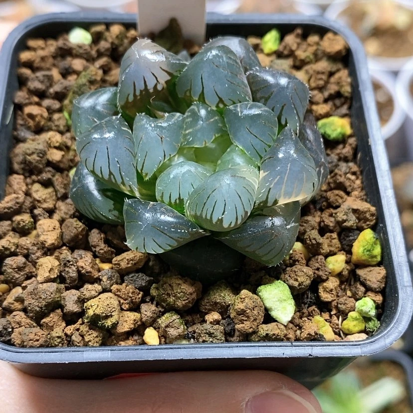 【闪购商品】158实生玉露锦