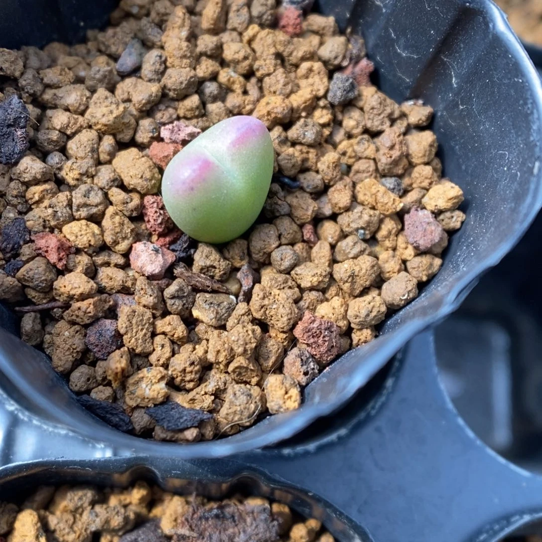 多肉植物肉锥杂交K-562