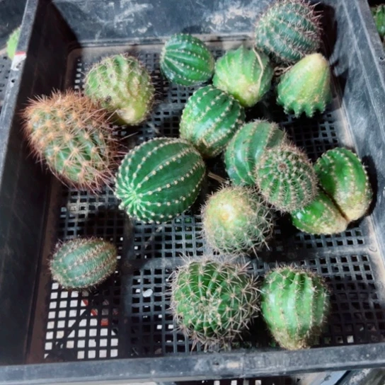 下77框拍歪斑点无根侧芽小无售后