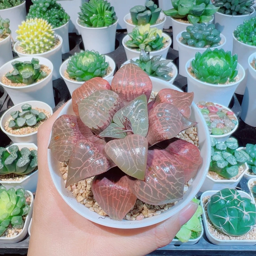 王***馨粉玻璃白色万象盆发