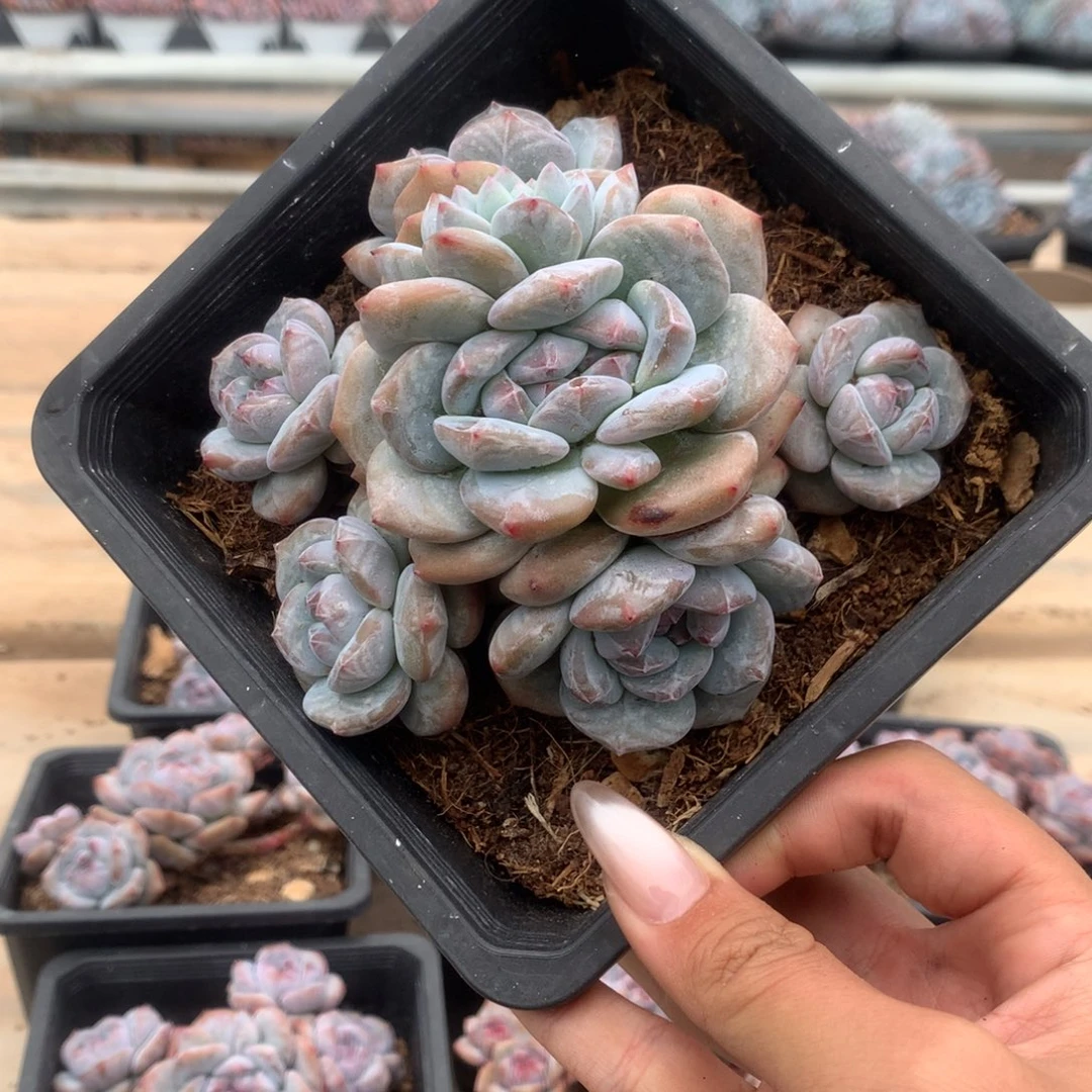 六头无砍绿底石榴籽