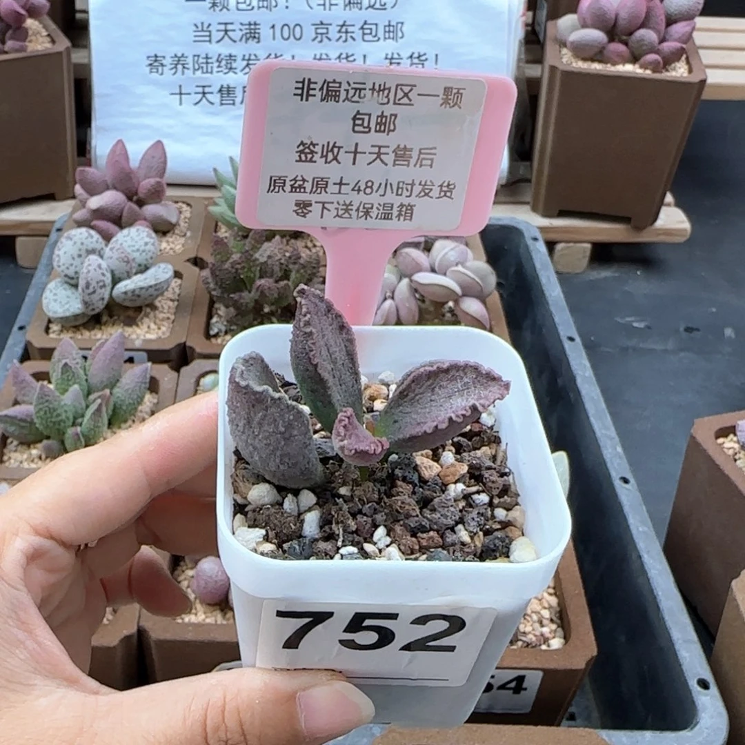 752昭君多肉植物