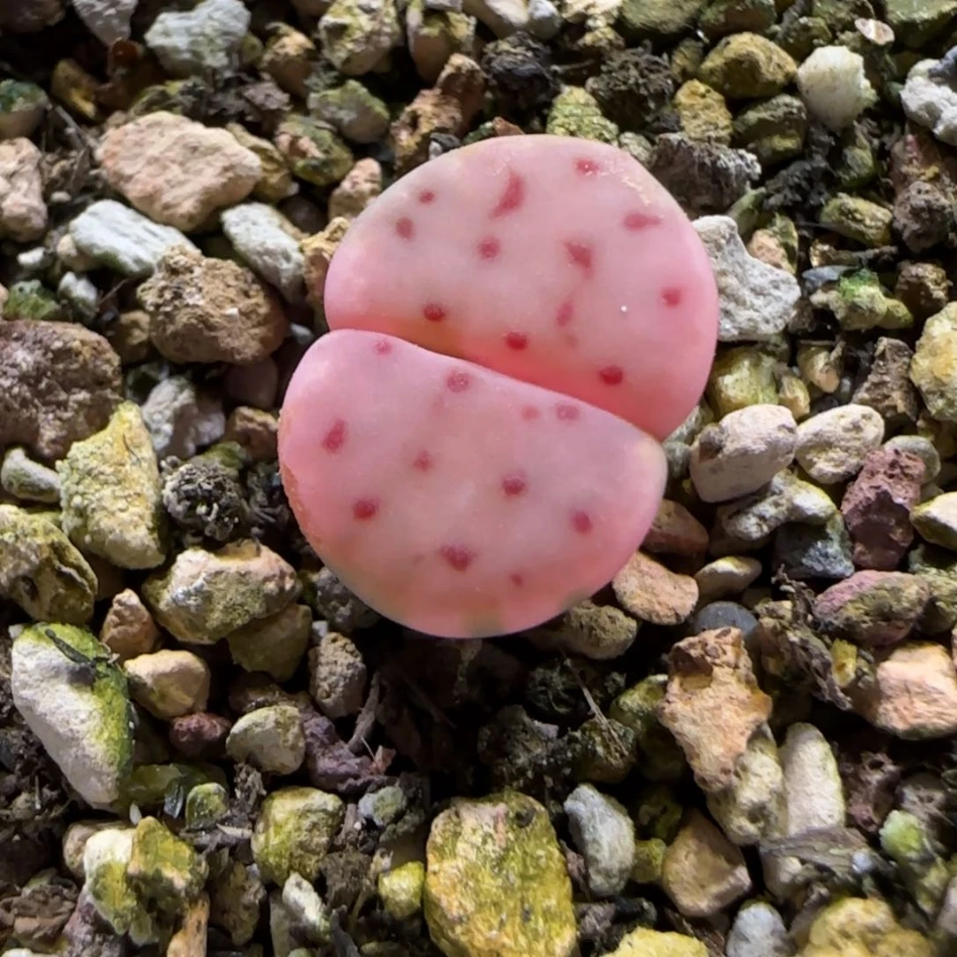 6.13。。。神笛锦。。。2001