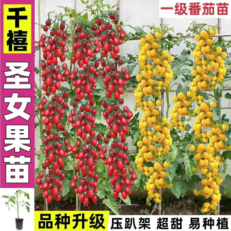 寿光各种番茄苗秧大全西红柿圣女果红黄黑千禧大粉矮生盆