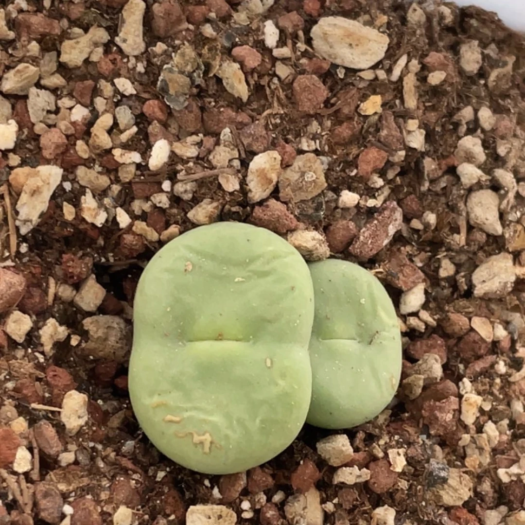 6-24嘴多肉植物肉锥