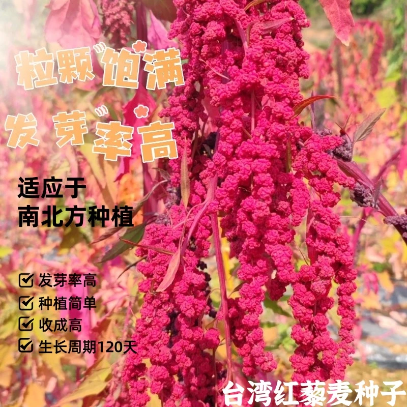 台湾红藜麦自留种子发芽率高颗粒饱满南北方均可种植爱好者可试种