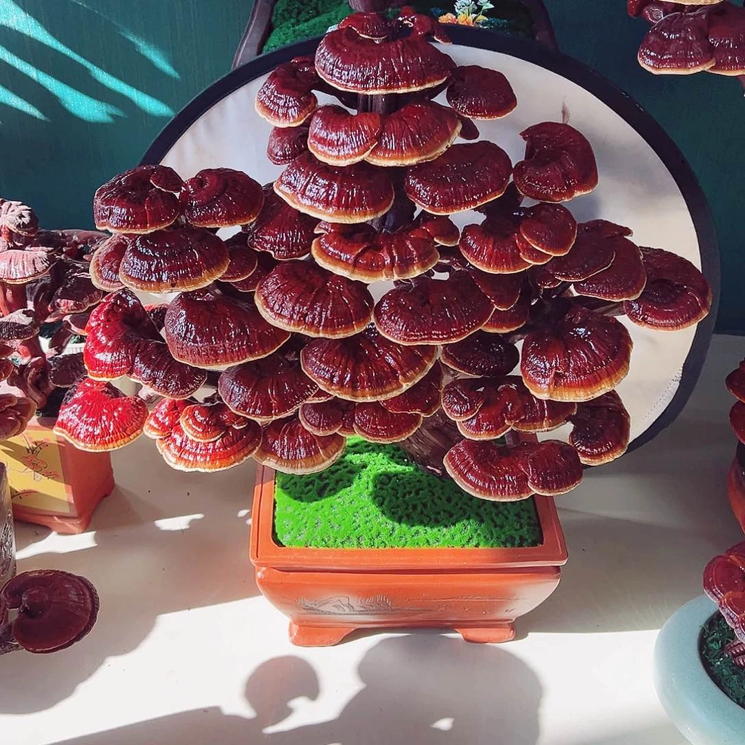 【闪购商品】全部花朵