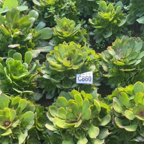 860万拉丝不包断枝