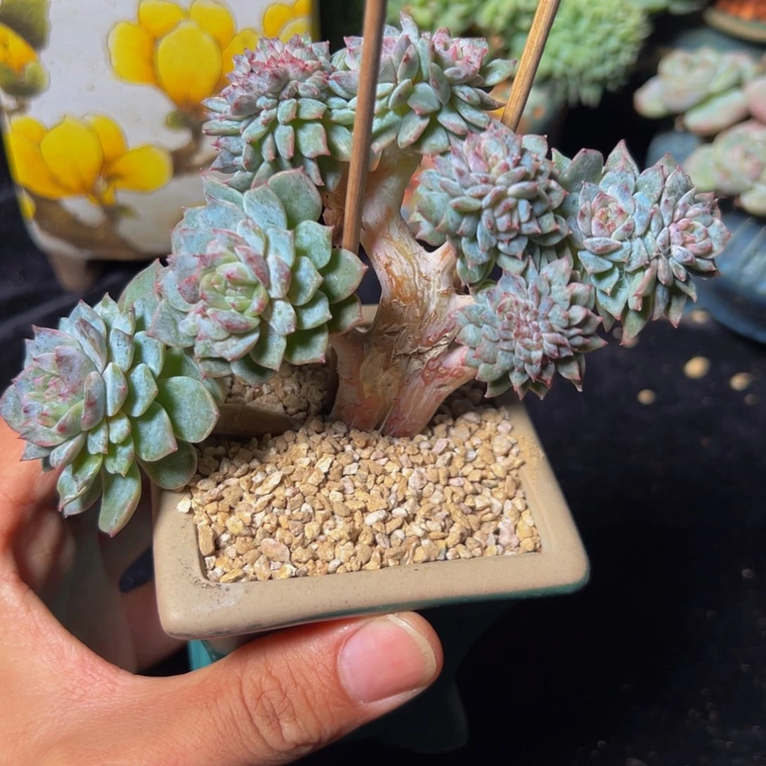 新年快乐 新年快乐