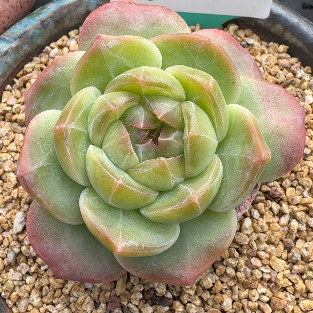 从前慢多肉精选编号1226.59