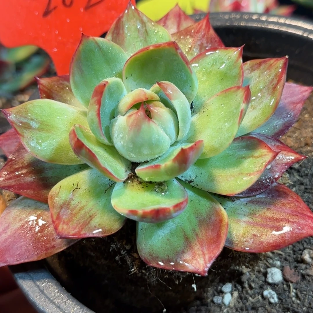 惊鸿一物一拍包装收缩花旱202