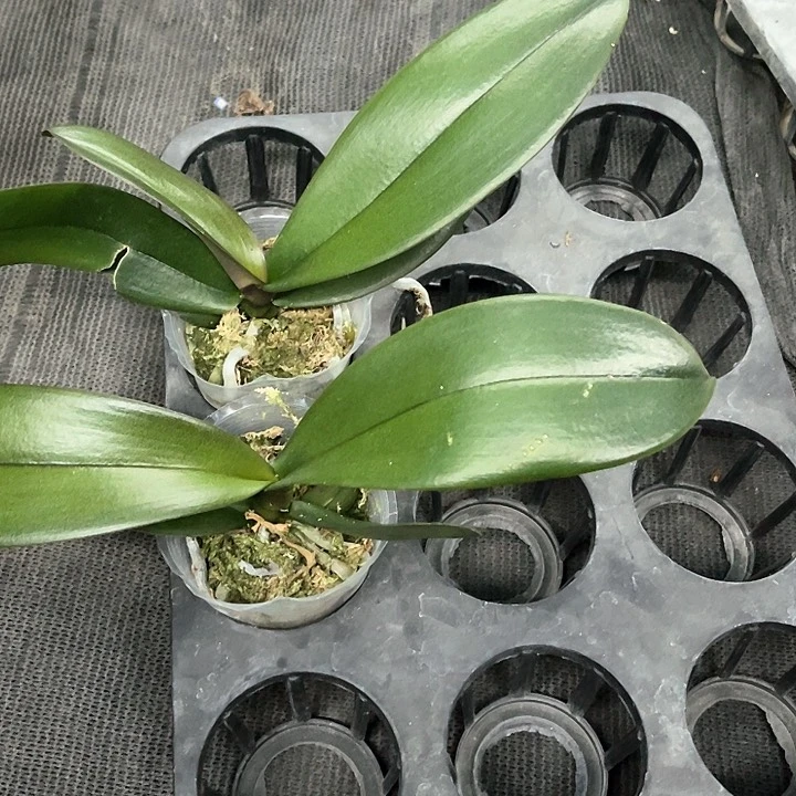 红苹果带剑2.8发货