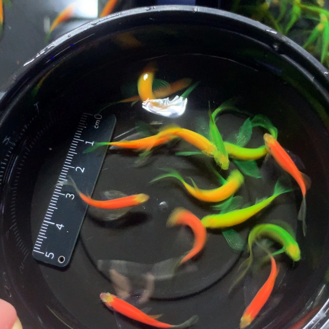 斑马鱼小号蝶翼斑马斑马混搭200只（3-4厘米)