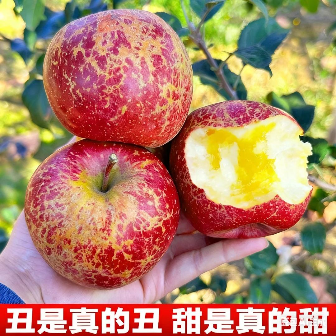 当季正宗云南昭通丑苹果冰糖心新鲜水果果园现摘现发好吃脆甜多汁