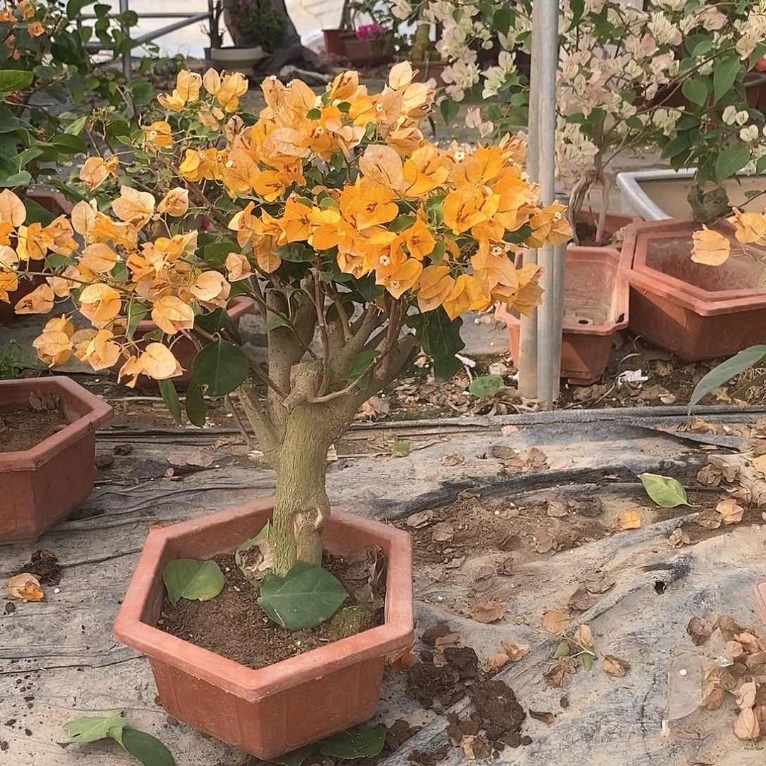 塑料有***?暗斑浅黄