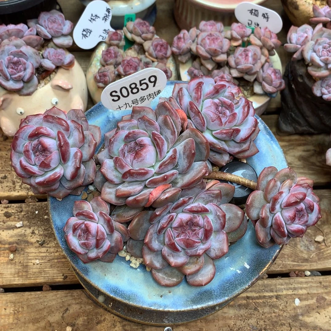 S0859 突尼斯 无砍老桩 6头