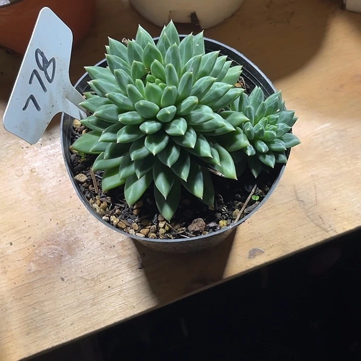 蓝***鸟000000000000000778